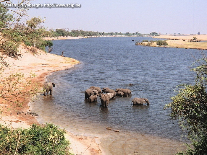 Chobe - Olifanten Een kudde spelende olifanten in het water van de Chobe rivier. Stefan Cruysberghs